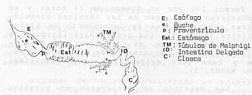 Fig1. Aspectos anatmicos del tubo digestivo de Alpis mellifica. E: esfago, e: Buche; P: Proventrculo; Est: Estomago; TM: Tbulos de Malphigi; ID: Intestino Delgado; C: Cloacas.