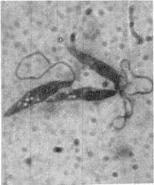 Fig.2 Trypanosoma theileri: Epimastigotes de cultivos (NNN) en frotis teidos por el mtodo de Giemsa. aumento: 1000x