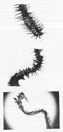 Figura 2. Mudas de branquispina encontrada en el estmago de ejemplares adultos de Mugil curema.