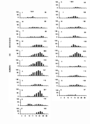 Figura 2 Distribucin mensual de tallas (longitud anteroposterior, mm) del chipichipi Donax denticulatus desde febrero de 1994 hasta noviembre de 1995.