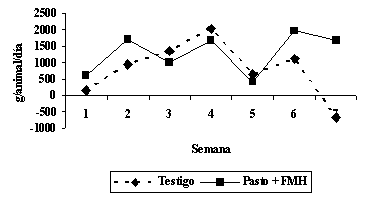 Figura 1. Cambios diarios de peso de toretes consumiendo pasto y forraje de maz hidropnico.
