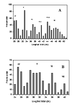 Figura 3. Cohortes de la distribucin de frecuencias de talla de Plagioscion squamosissimus en el canal principal del Orinoco medio (A) y en la laguna Castillero (B)