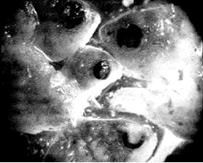 Figura 2. Larvas de Caquetaia. kraussii en el contenido estomacal de un individuo de la misma especie