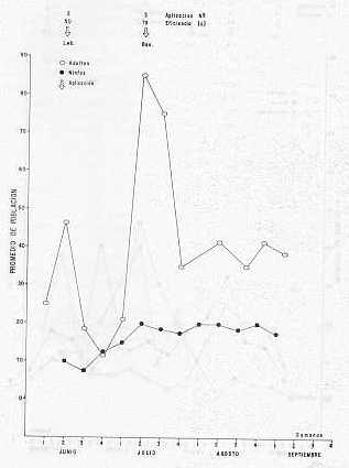 Grfico 4.Dinmica poblacional de candelilla en la finca Agrcola San Antonio en 1979. Para las abreviaturas ver grfico 1.