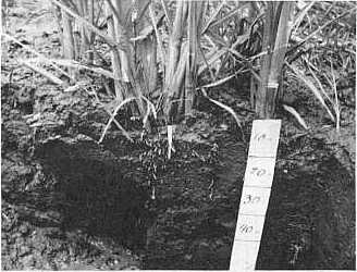 Figura 1. Distribucin radical del cultivo cana de azcar en suelo con problemas de estructuracin. Campo Experimental-CENIAP. 1988.