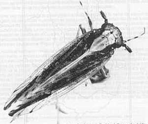 Figura 2. Adulto de Perkinsiella saccaharicida