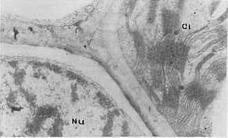 Fig. 4.Ncleo (Nu) y cloroplasto (Cl) en plantas inoculadas 2.. (33 600x)