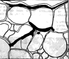 Fig. 1. Esquema de las hifas de U. scitaminea en clulas de yemas de caa de azcar de la variedad susceptible y su correspondiente fotografa  (x 100)