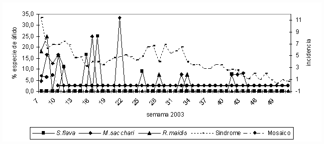 Figura 3. Fluctuacin poblacional de S. flava, M. sacchari, R. Maidis y desarrollo del sndrome del amarillamiento de la hoja y mosaico de la caa de azcar en la hacienda San Jos, Bruzual, estado Yaracuy. 2003.